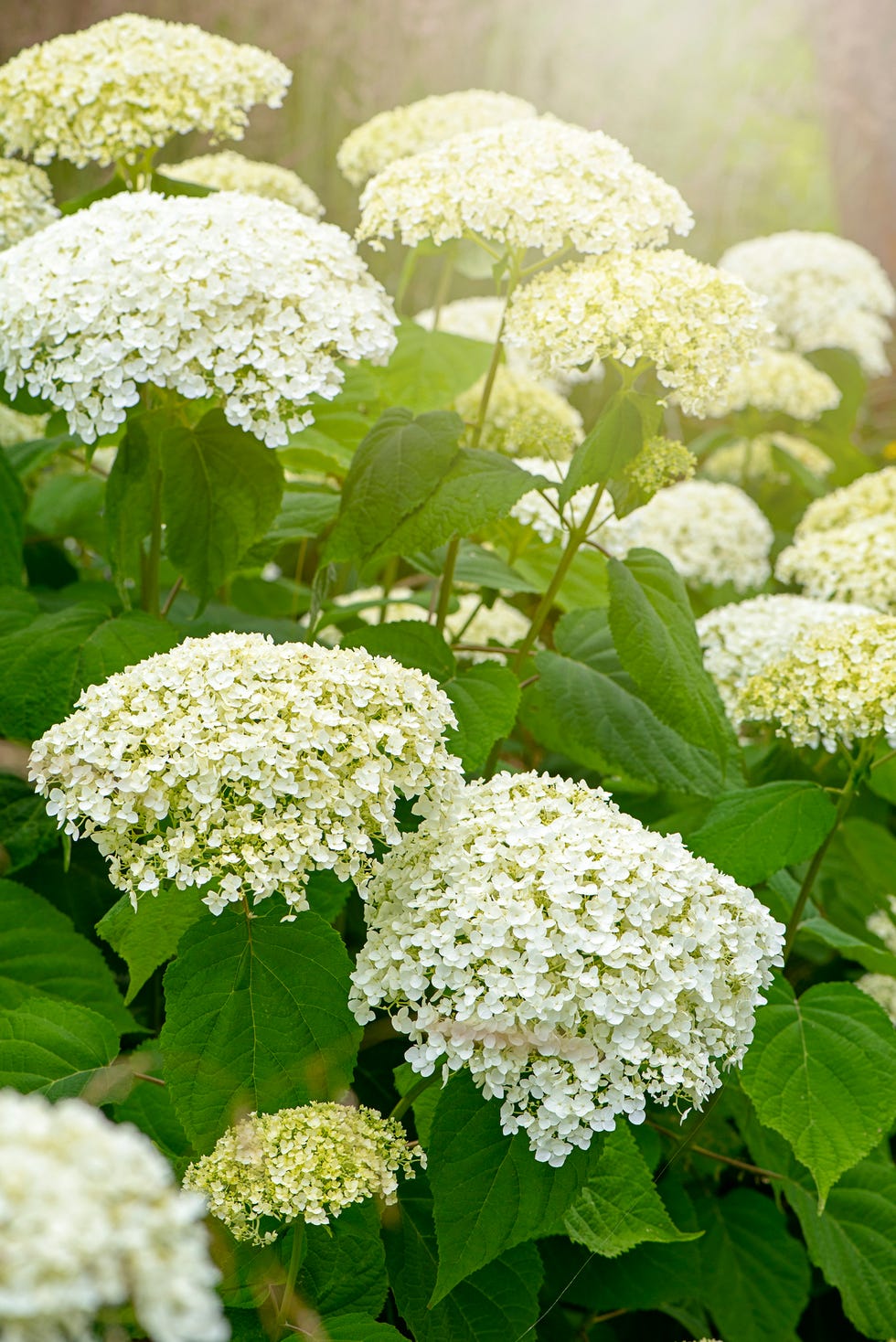 Close-up image of the summer flowering Hydrangea Arborescens 'Incrediball, or smooth Hydrangea, white flowers a smooth hydrangea plant