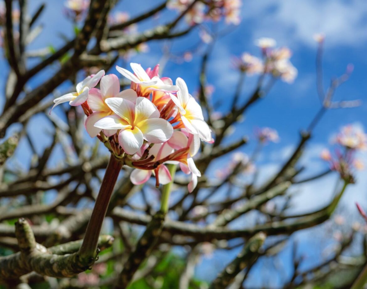 Plumeria [OC]