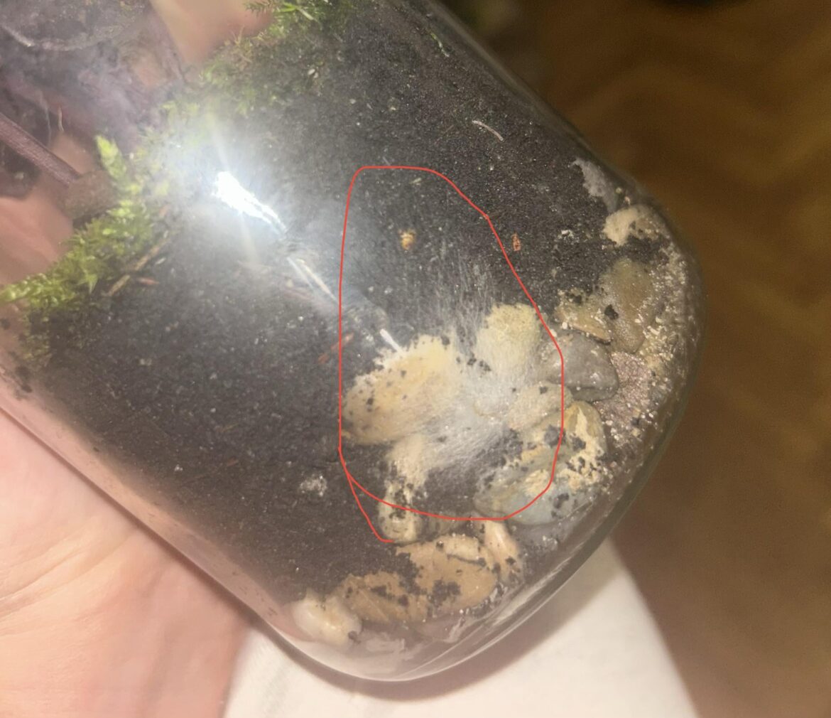 Growing mold in new ecosphere (Should I be concerned?)
