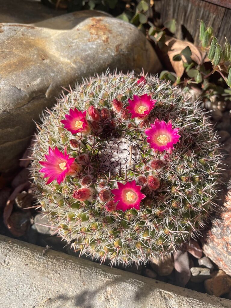 Mammillaria mystax