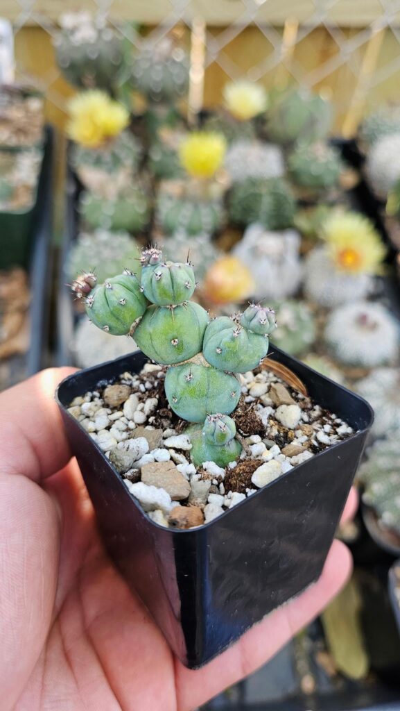 Myrtillocactus stacker