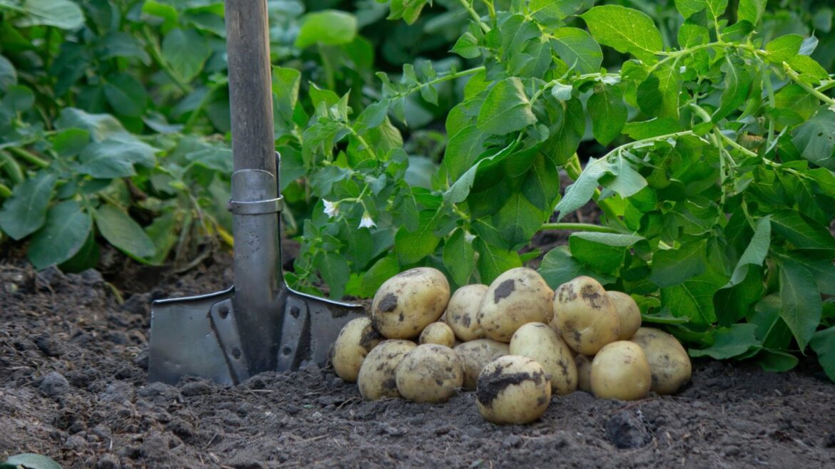 A harvest of potatoes in a garden next to a spade and other potato plants