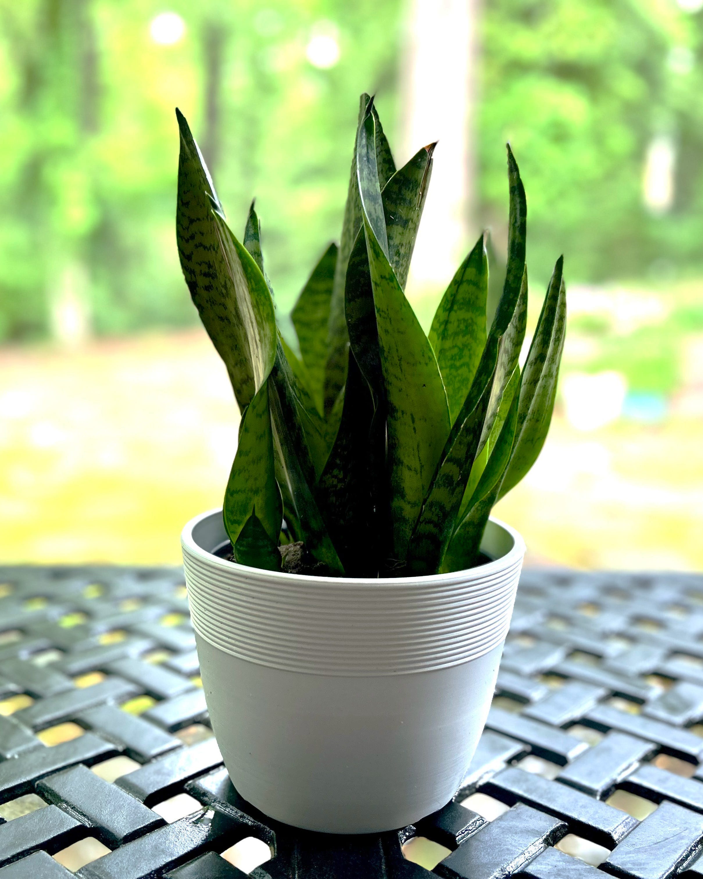 potted snake plant on an outdoor patio table for the warm season