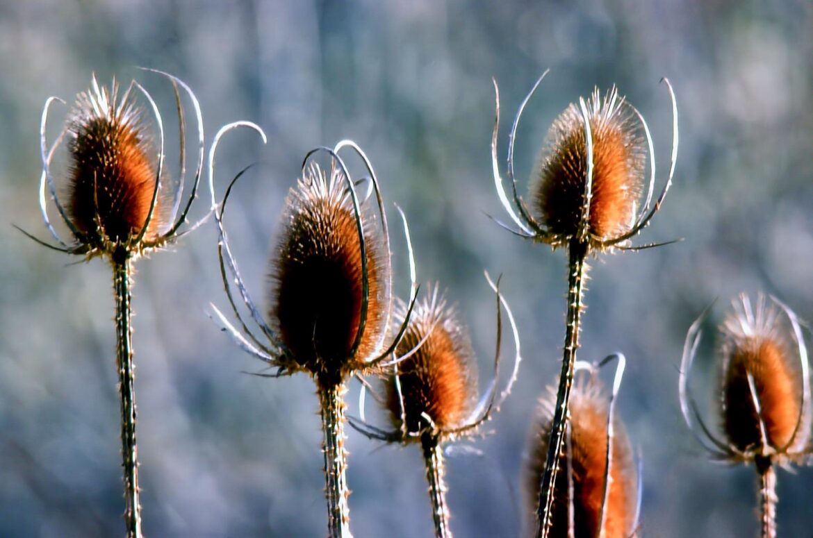 CARDO DE CARDADORES (Dipsacus fullonum) [OC]