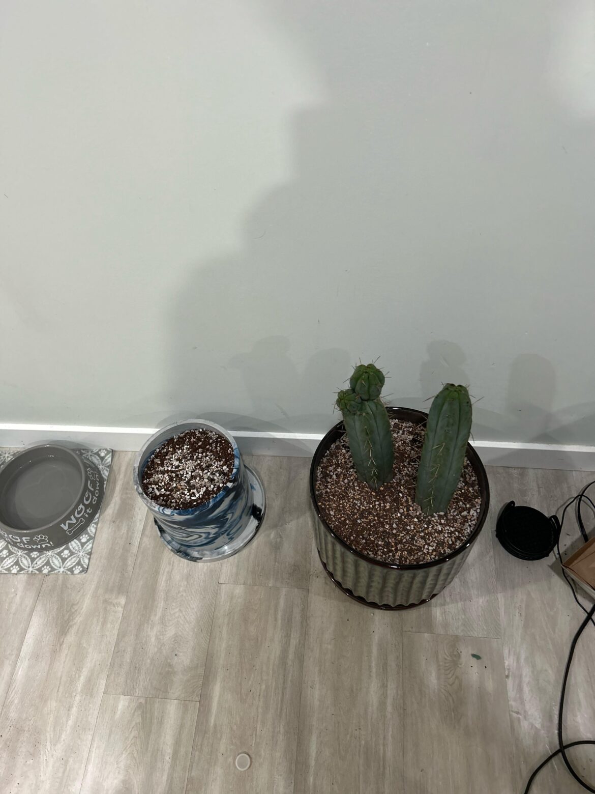 Need the insight of you more experienced trich growers