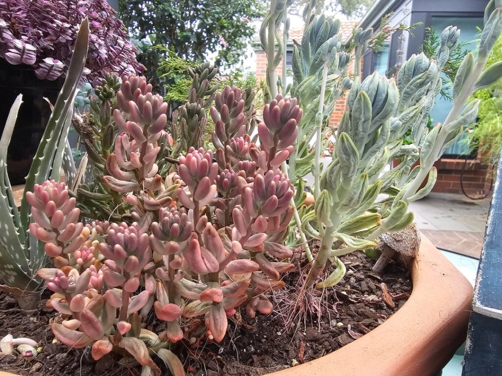 Sedums looking a little sad