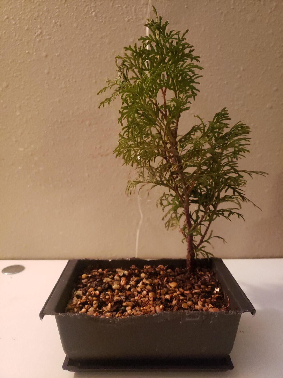 Found this little guy growing out from under some rocks at the park on the way home today… Found this little guy growing out from under some rocks at the park on the way home today...