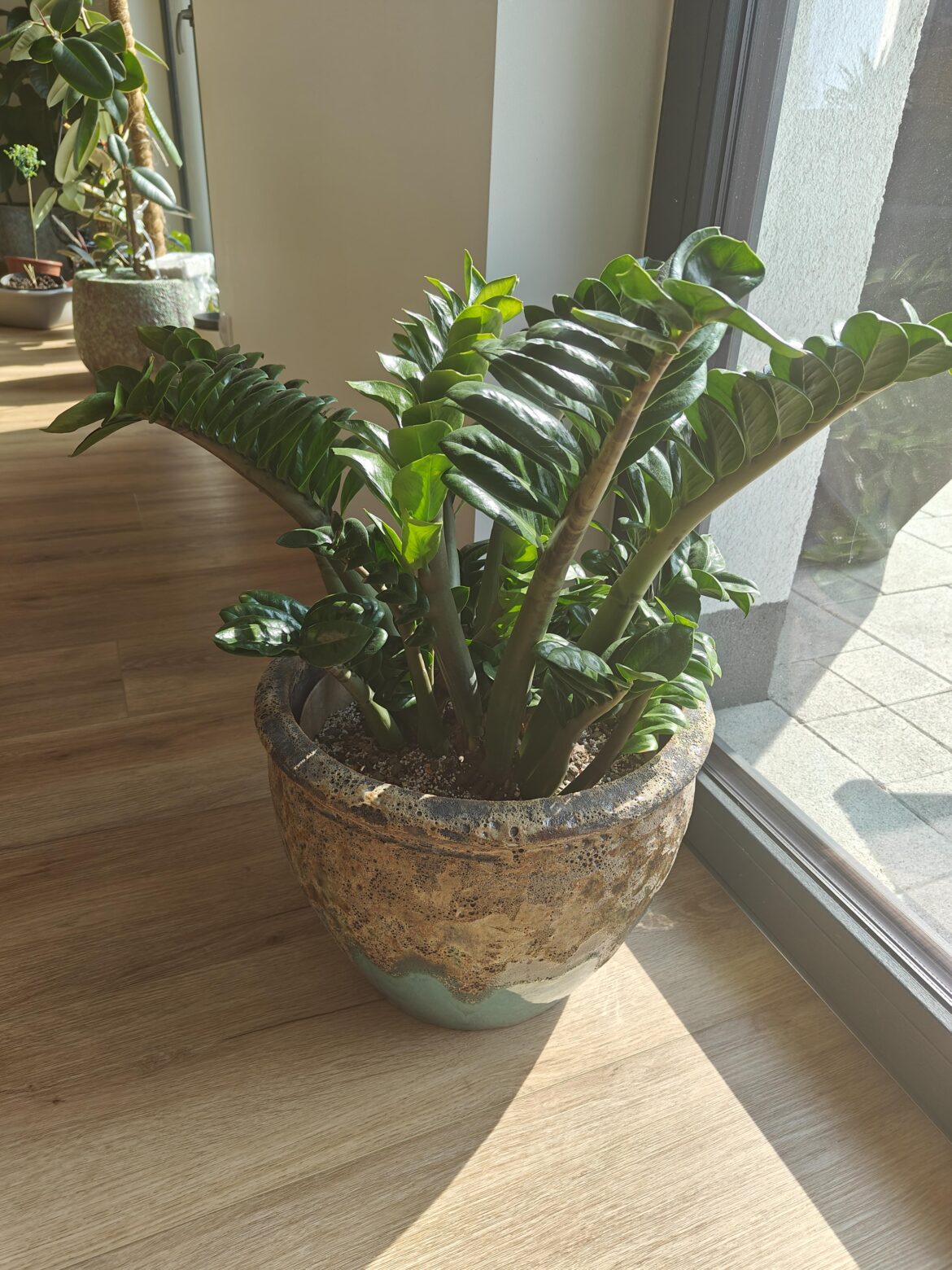 How often to water a ZZ plant (zenzi)?