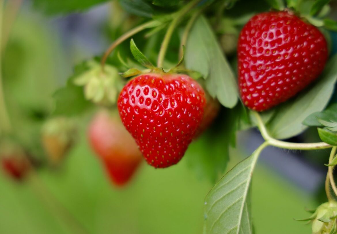 How To Grow Strawberries From Seed For A Bigger Backyard Harvest