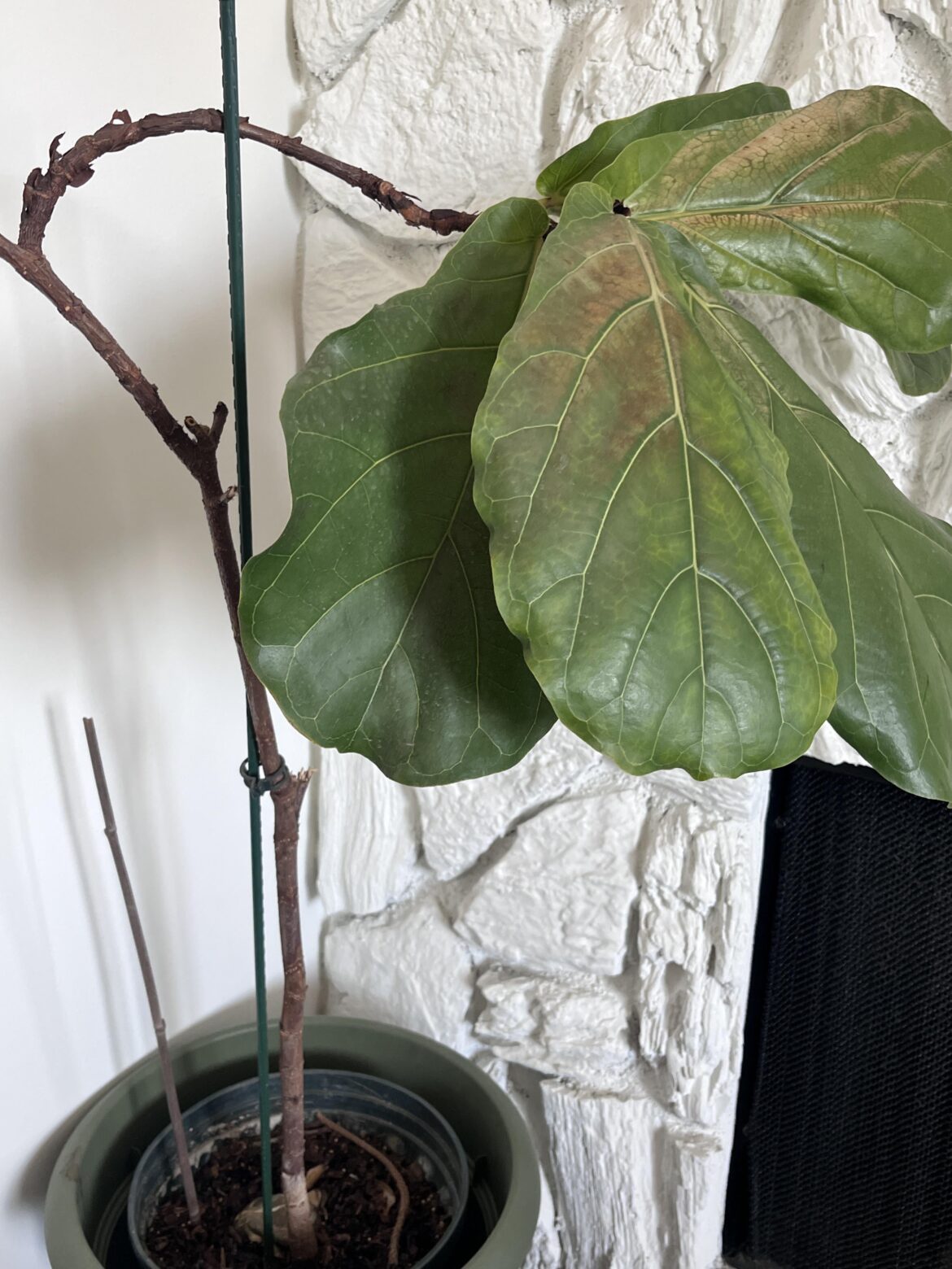 first steps to help this leggy rescue?