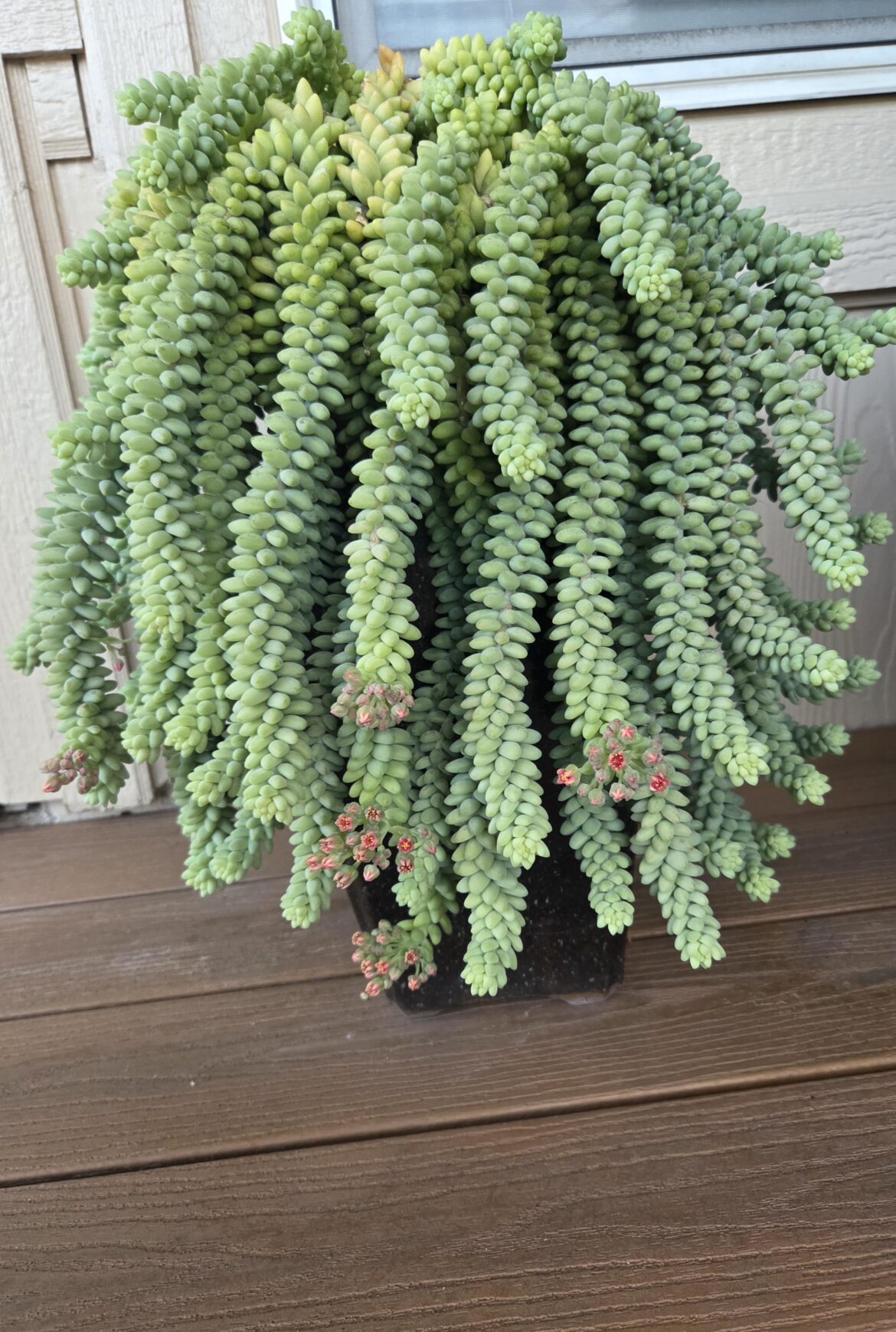 My Burro's tail is flowering! :)