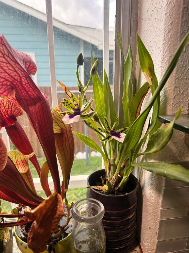 My orchid is orchiding this morning