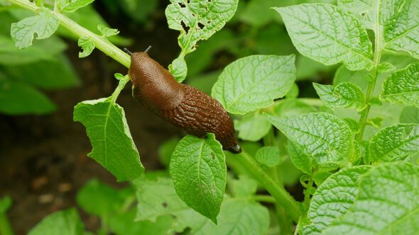 Spanish slug pest Arion vulgaris snail parasitizes on potato leaves Solanum tuberosum potatoes leaf vegetables cabbage lettuce moving garden, eating r Spanish slug pest Arion vulgaris snail parasitizes on potato leaves Solanum tuberosum potatoes leaf vegetables cabbage lettuce moving garden, eating r