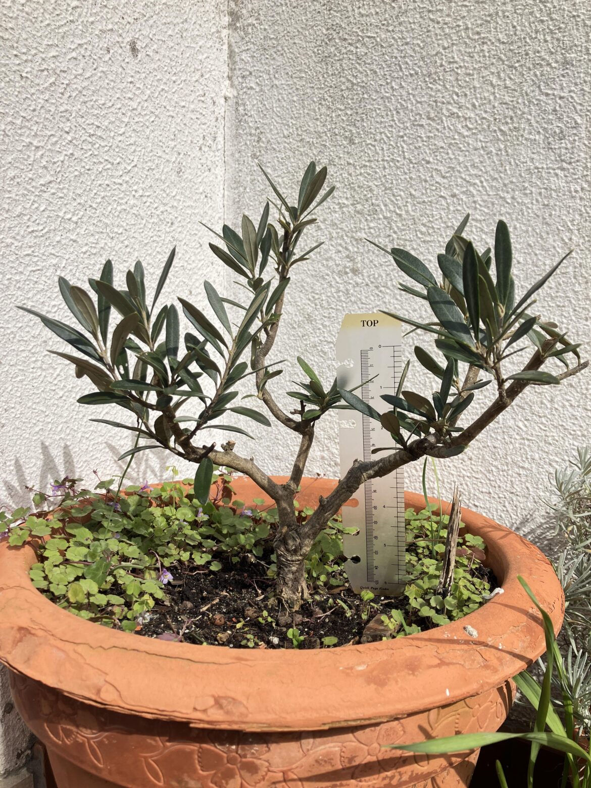 Olive tree (Olea europaea)