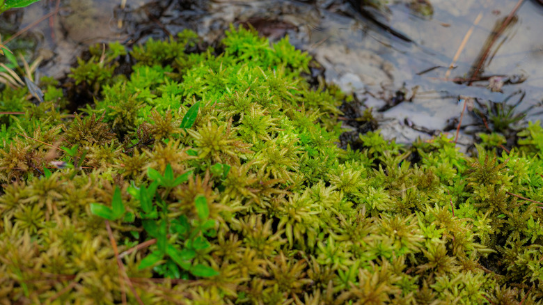 Sphagnum moss growing on a wet rock in shades of green and red
