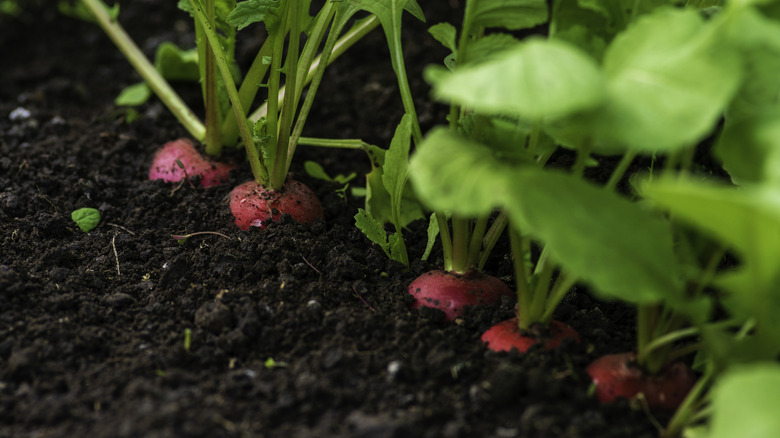 Radishes peeking through garden soil
