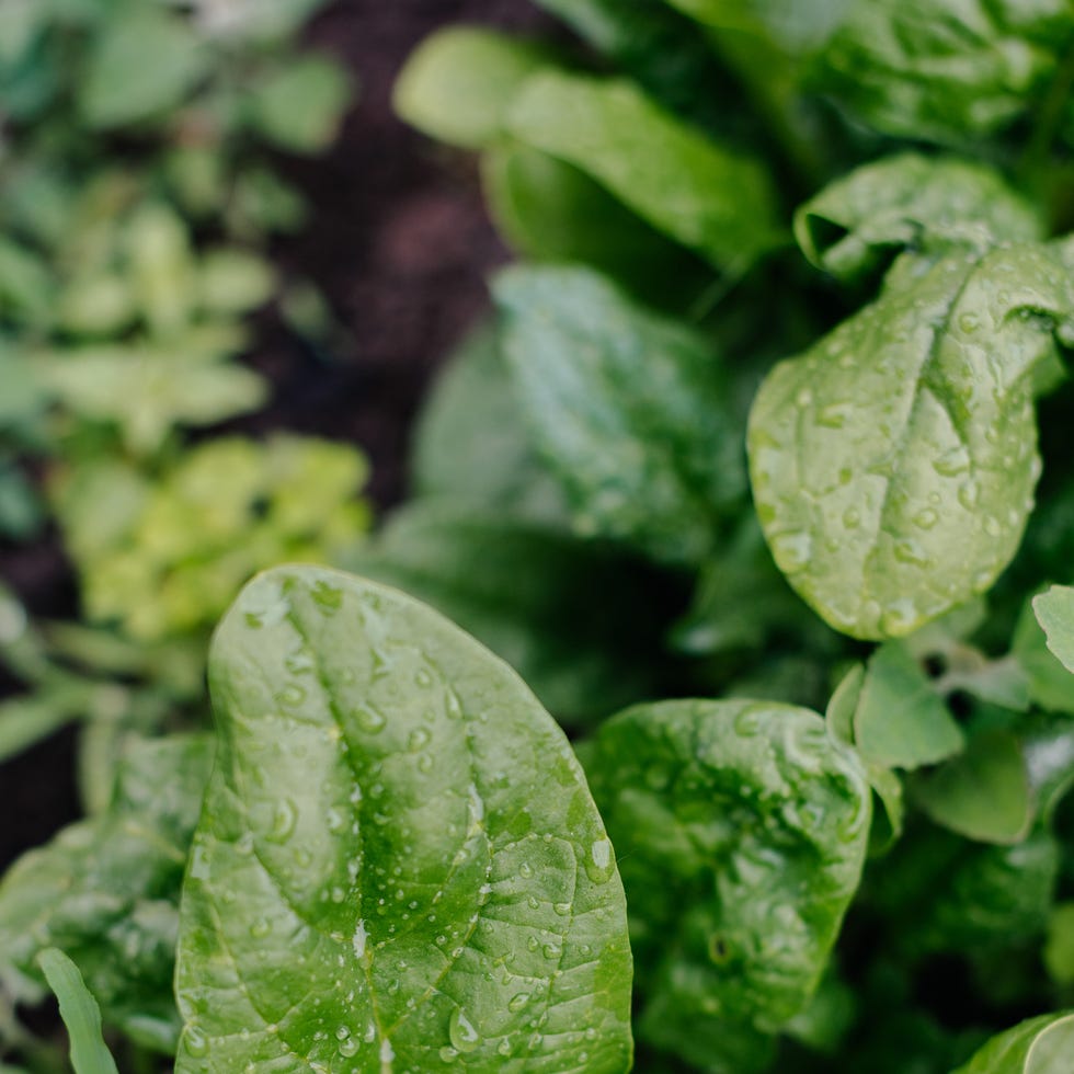 spinach leaves growing in the garden leaves of organic green salad