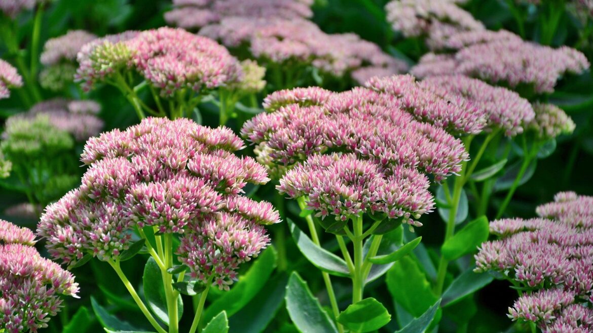 Forget weed killer — these 5 ground cover plants do the hard work for you Forget weed killer — these 5 ground cover plants do the hard work for you