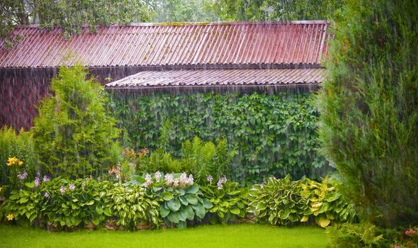 Picture of a rainy garden 