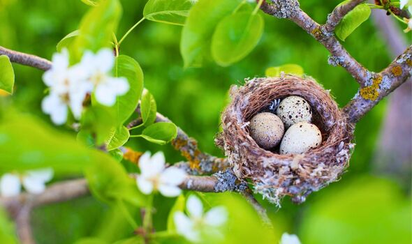 Picture of a bird nest next to spring blossoms