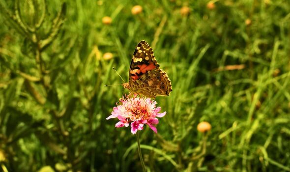 Picture of a butterfly on an overgrown lawn 