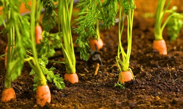 Picture of carrots in a vegetable garden