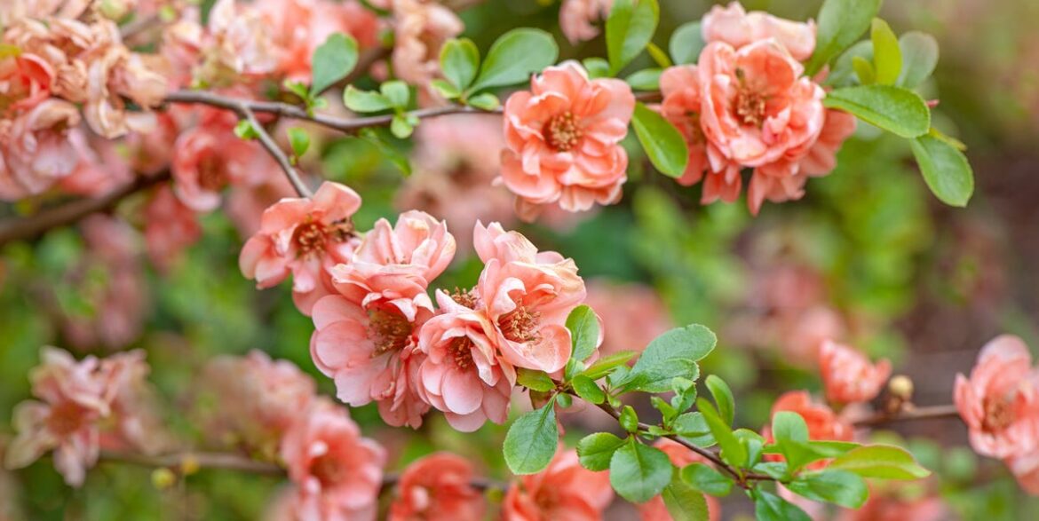 40 Blooms That Arrive First