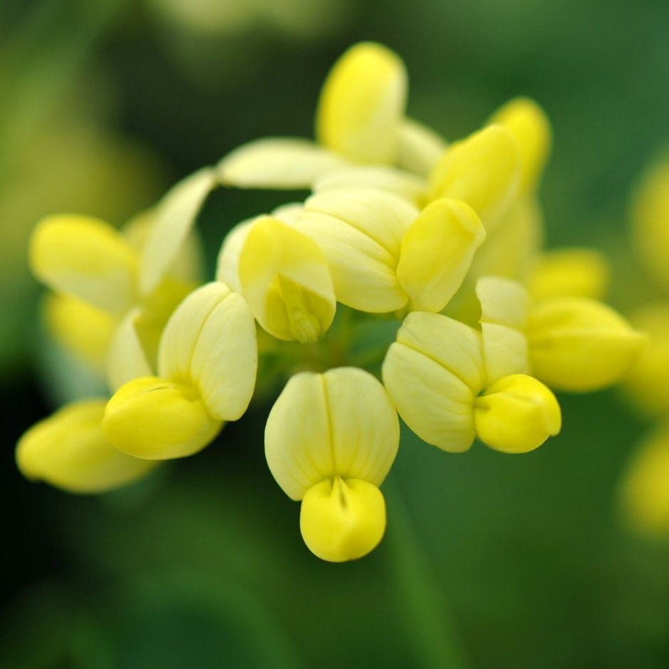 spring flowers – coronilla valentina