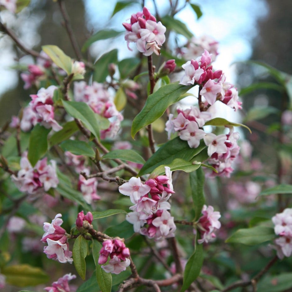spring flowers – daphne