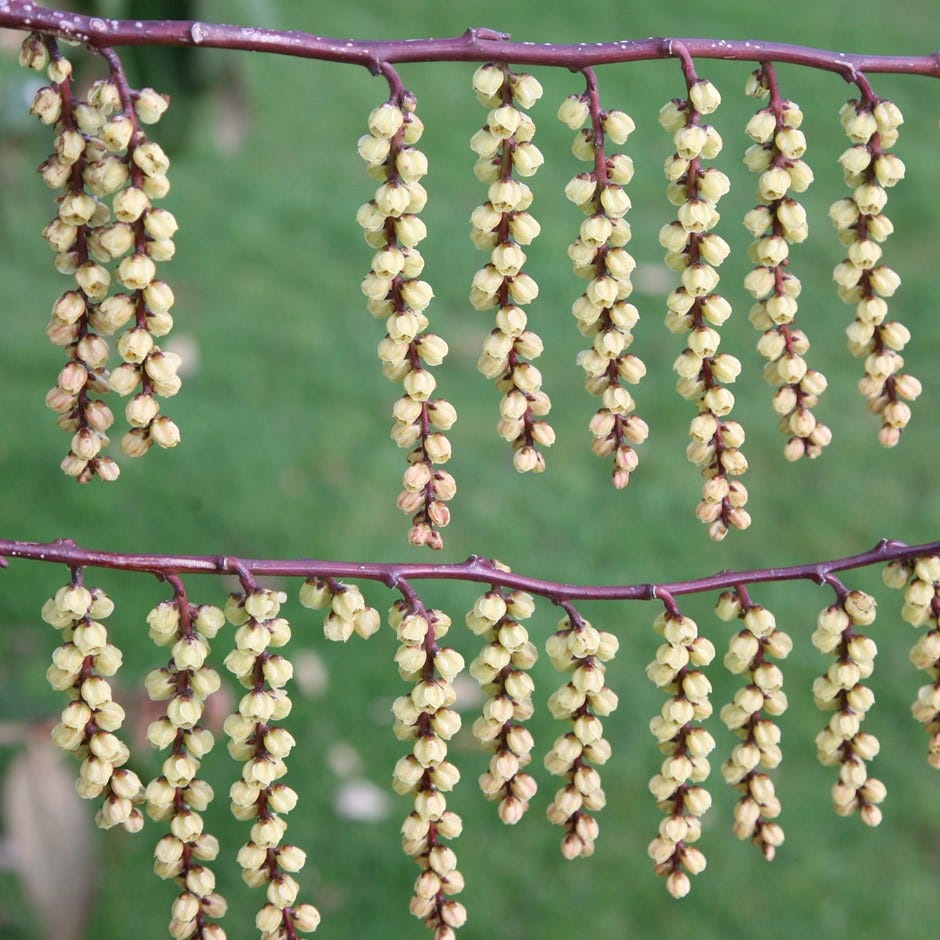 spring flowers – early stachyurus