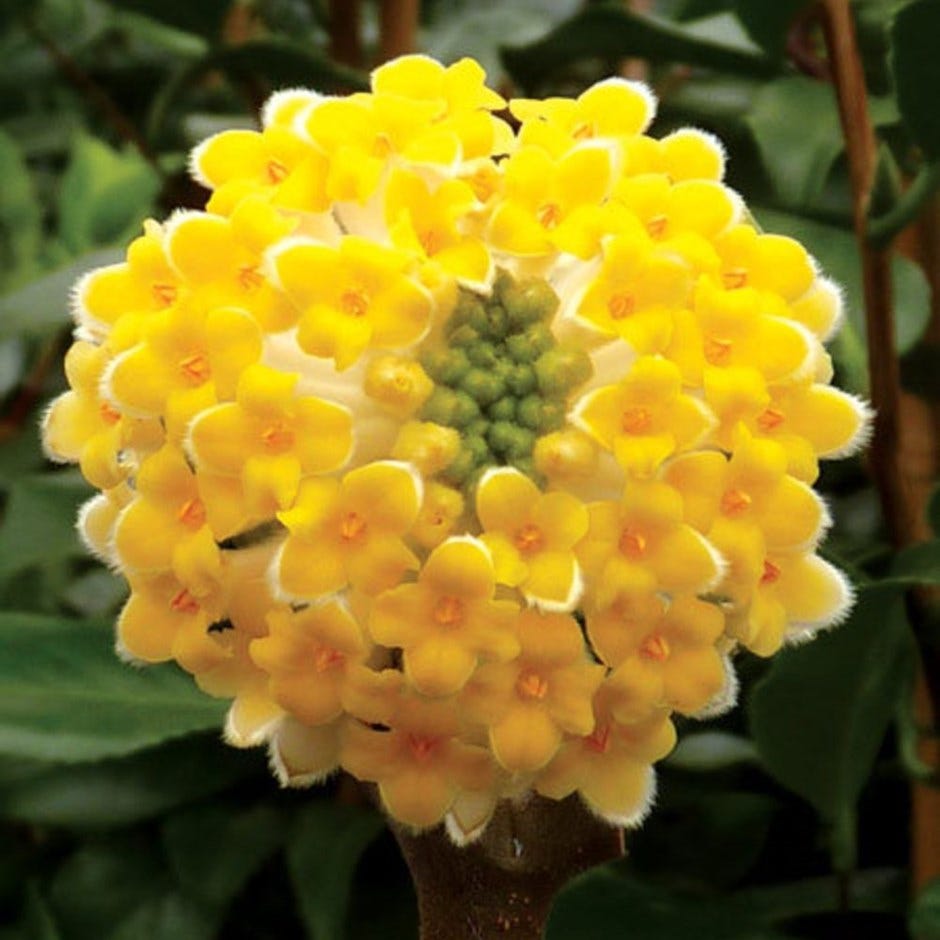 spring flowers – grandiflora