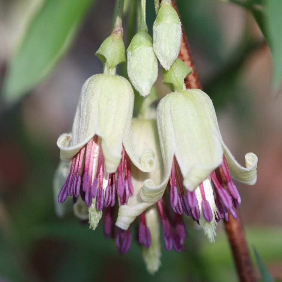 spring flowers – clematis