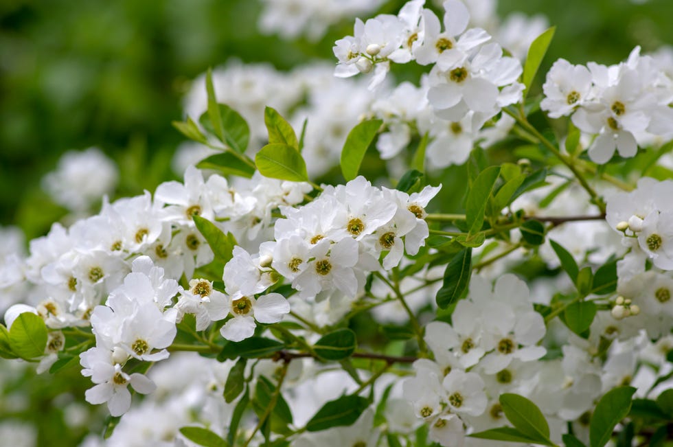 spring flowers  pearlbush