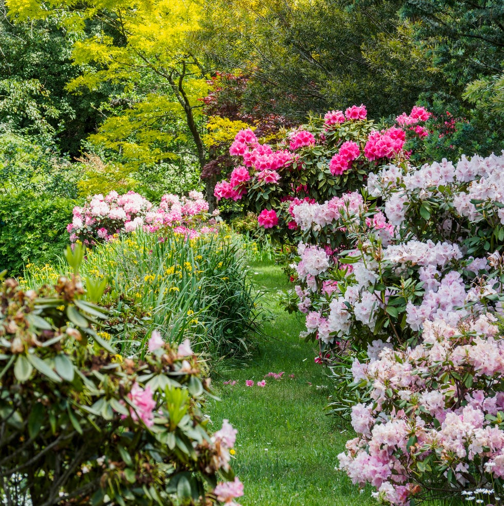 Colorful garden path lined with blooming flowers and trees colorful garden path lined with blooming flowers and trees