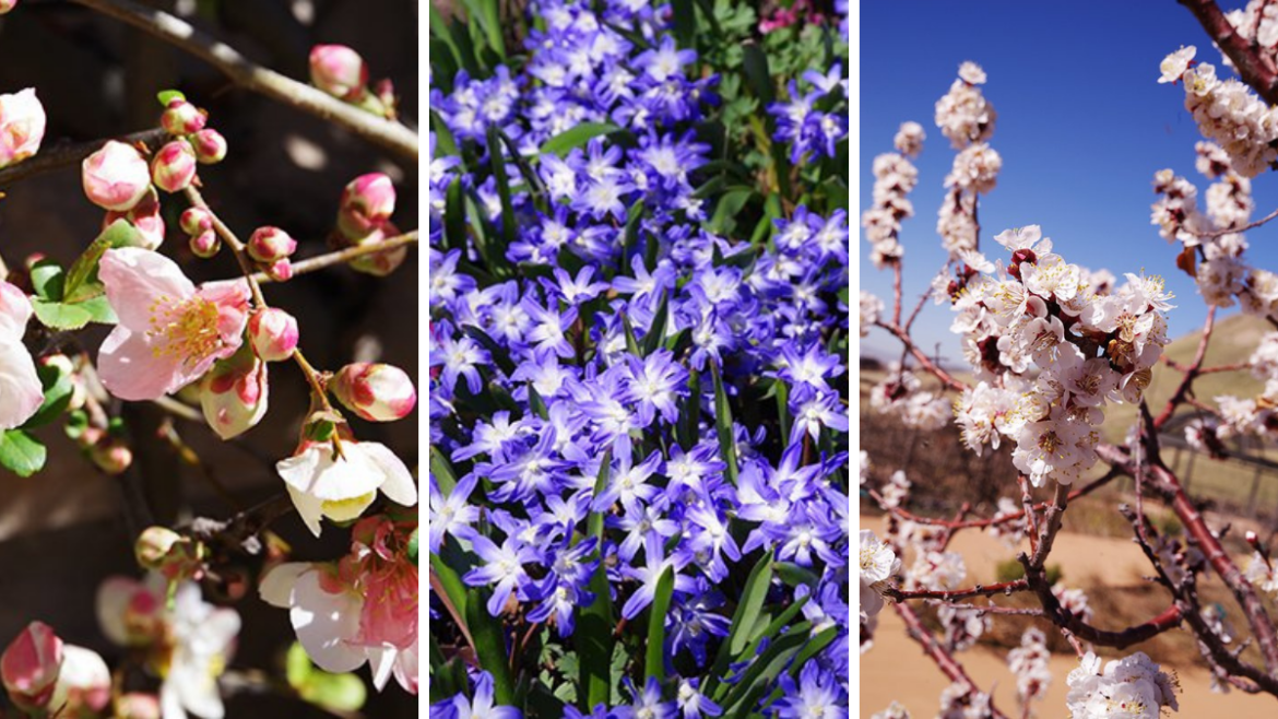 Real spring has arrived at the Red Butte Garden – @theU Real spring has arrived at the Red Butte Garden – @theU