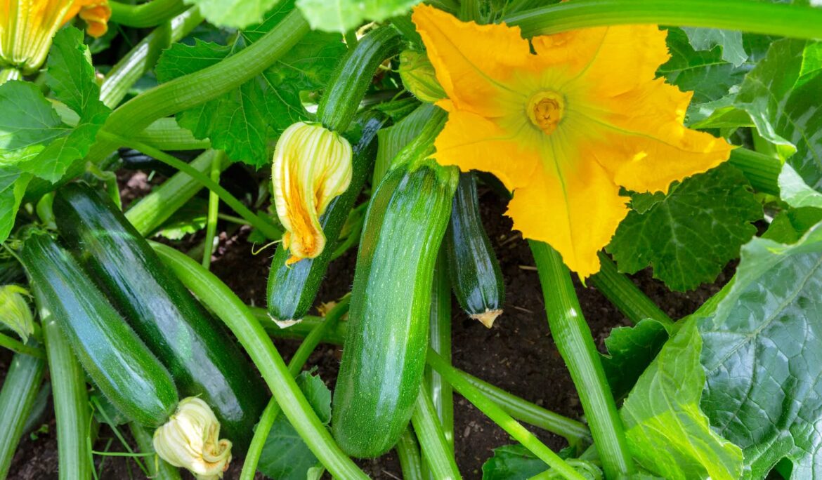 Housesitter makes a troubling discovery while watching over neighbor’s garden: ‘It was bad’ Unfortunately that was definitely going to be the case for one neighbor who posted in the r/Gardening subreddit asking for help after spotting eggs in a zucchini plant.