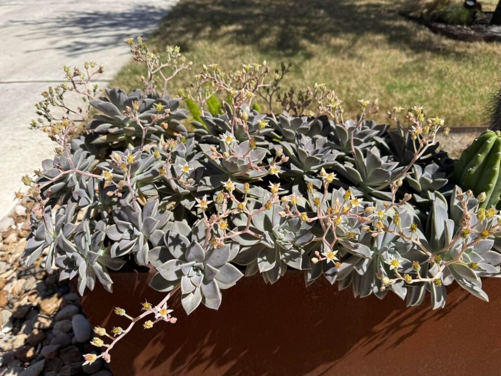 Graptopetalum paraguayense flowers