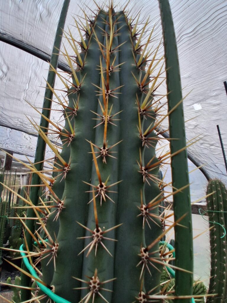 Peruvain Torch