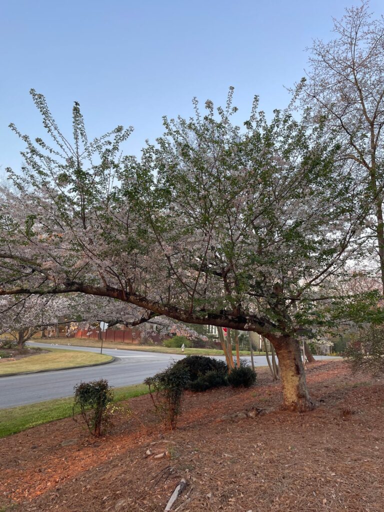 Will my cherry tree survive?