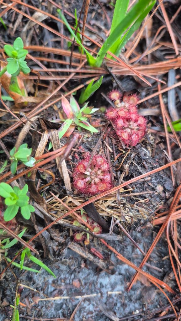 Found while hiking!