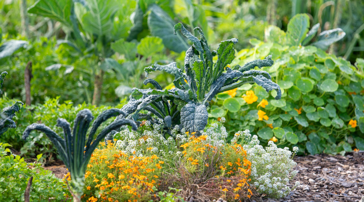 UMaine Extension to Host Gardening Webinar on Growing to Donate UMaine Extension to Host Gardening Webinar on Growing to Donate
