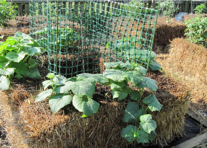 straw bale gardening