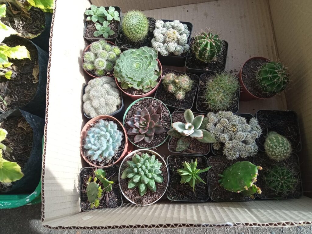 Some of the succulents that are in my local nursery