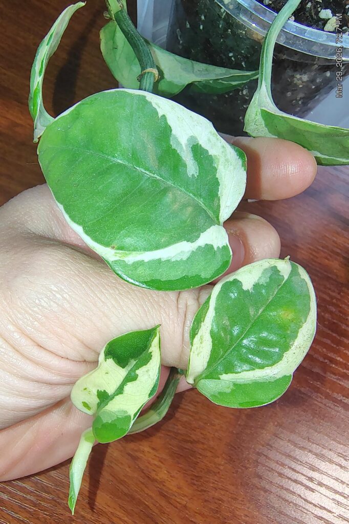 Identification help please!