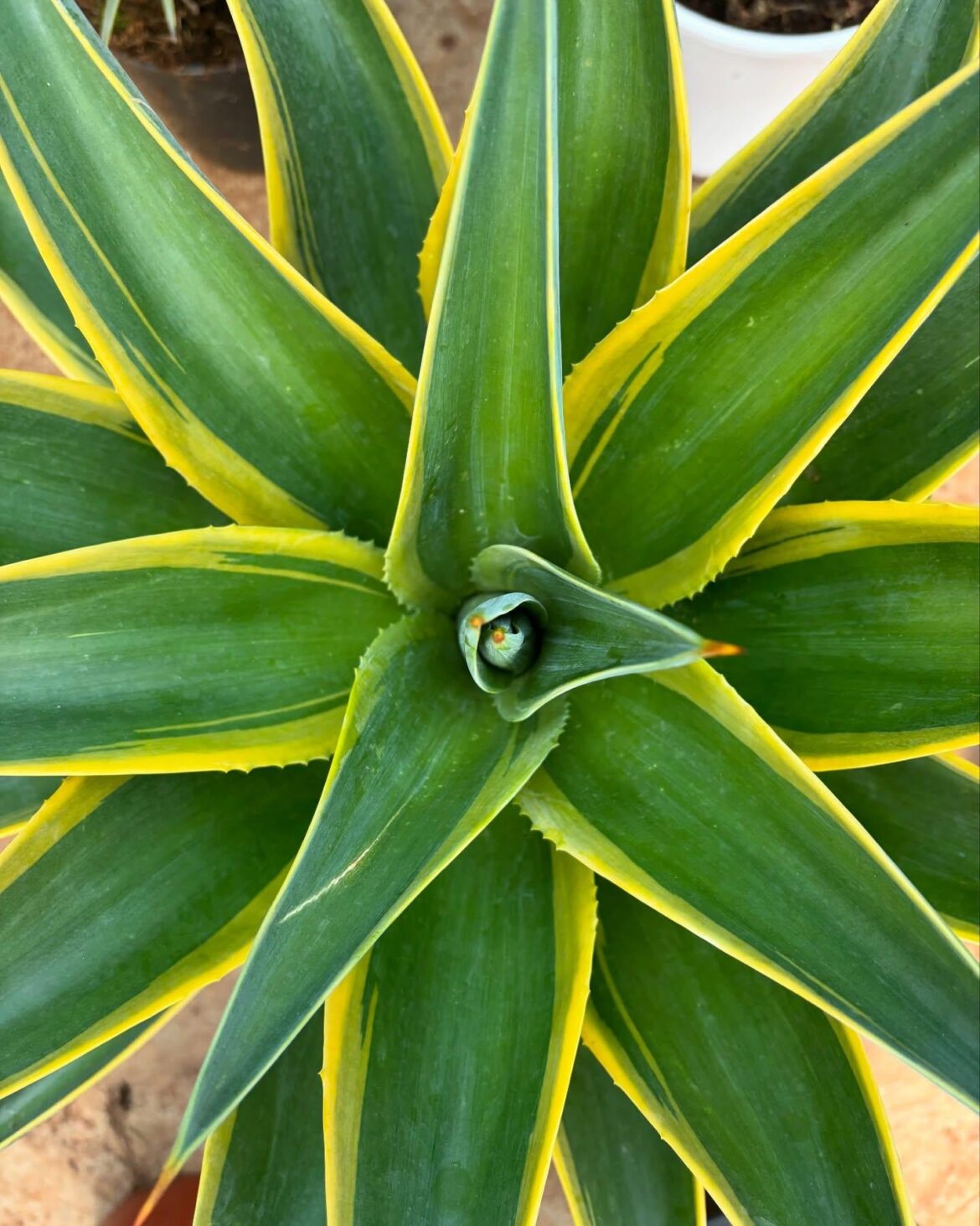 I tried to find the name but couldn't. Does anyone know?