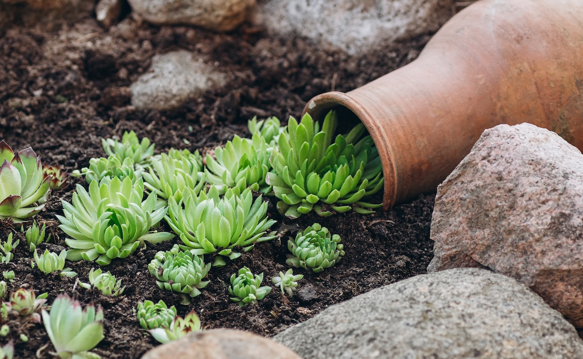 Succulents cascading onto the ground