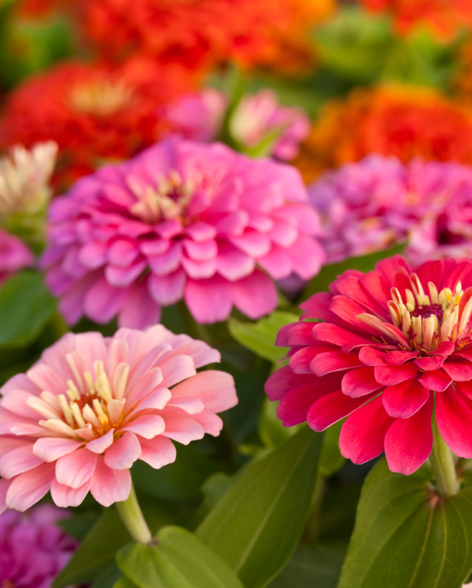 flowers to grow from seed zinnias
