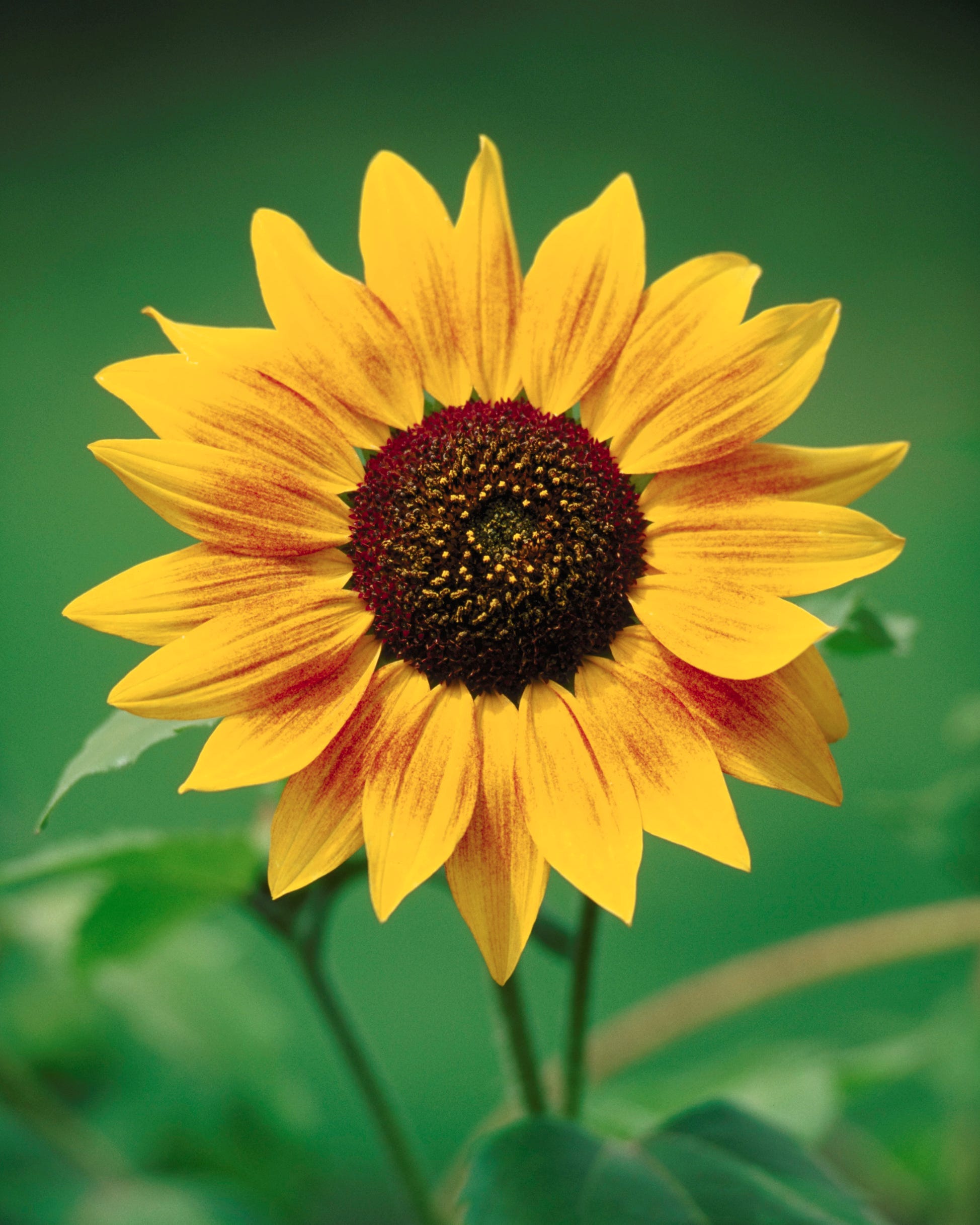 flowers to grow from seed sunflower