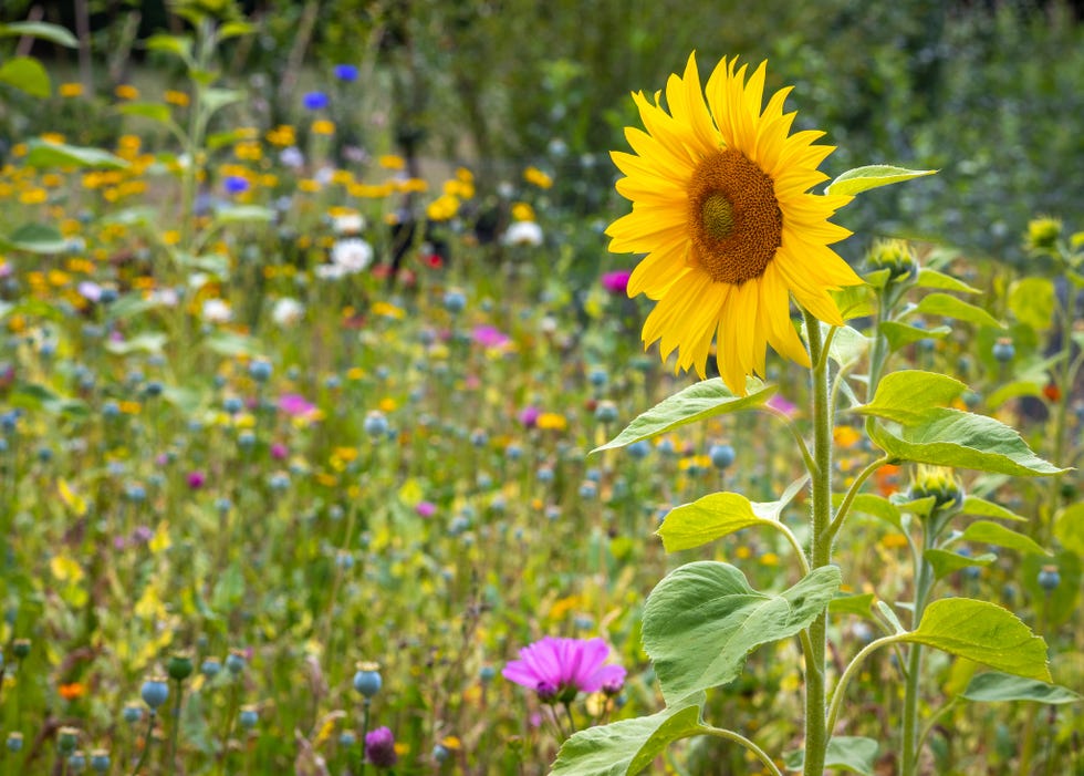 A single Sunflower standing proud in a beautiful English wildflower meadow a single sunflower standing proud in a beautiful english wildflower meadow