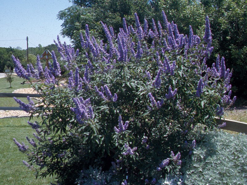 superstar pics Vitex 1 picture provided by Master Gardener Ronnie Wilson March 2026